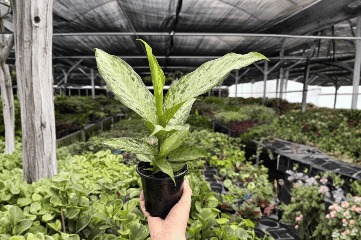 Dieffenbachia Tiki 2 Exact Live Plants – 4-Inch Pots – Dieffenbachia ‘Tiki’