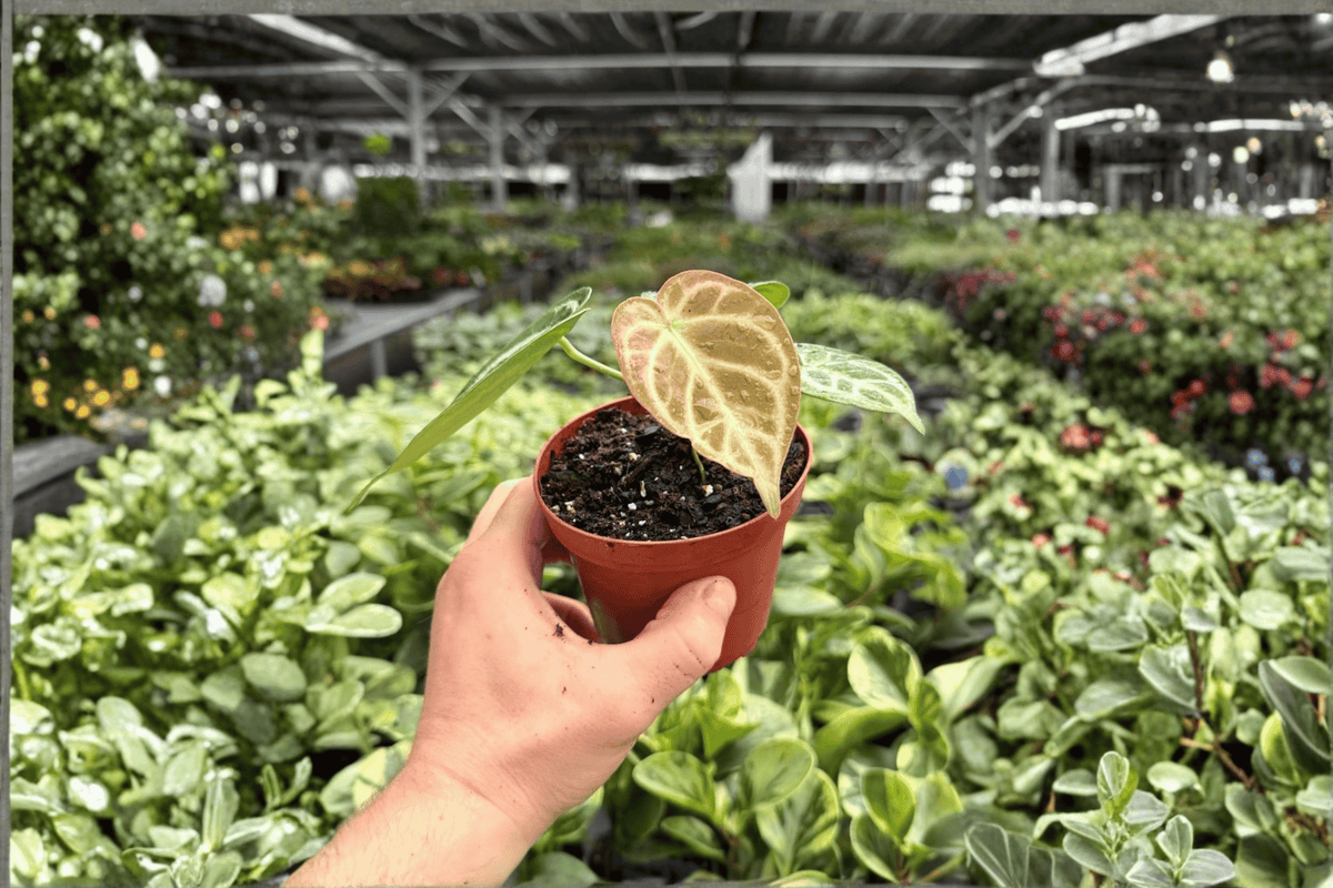 Anthurium Silver Tiger x Silver Blush 2 Exact Live Plants – 4-Inch Pots