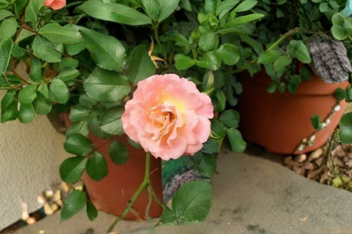 Groundcover Rose Plant - Peach Drift Rose, 5 Gallon Live Shrub, Low Spreading, Flowering, Rosa spp.