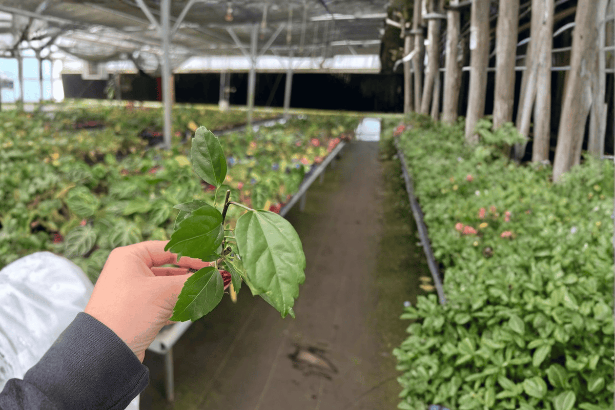 El Capitolio Red Hibiscus 2 Live Starter Plants – Hibiscus rosa-sinensis ‘El Capitolio Red’