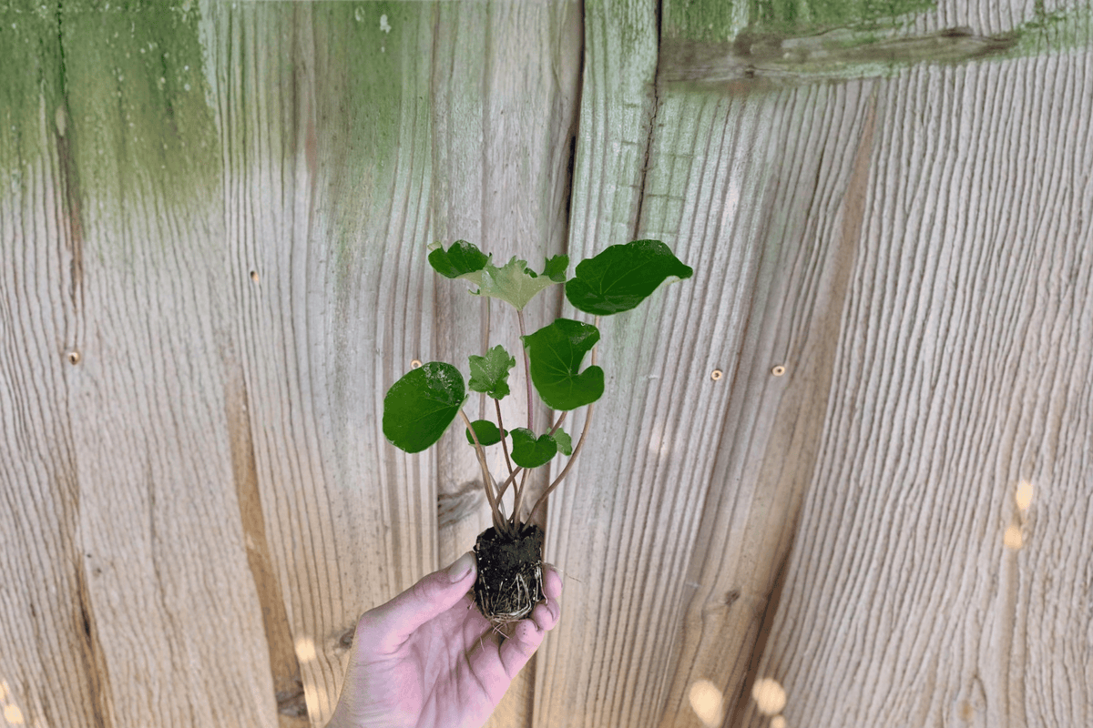 Farfugium Shishi Botan Tractor Seat – 2 Exact Live Starter Plants, 2-Inch Size – Farfugium japonicum