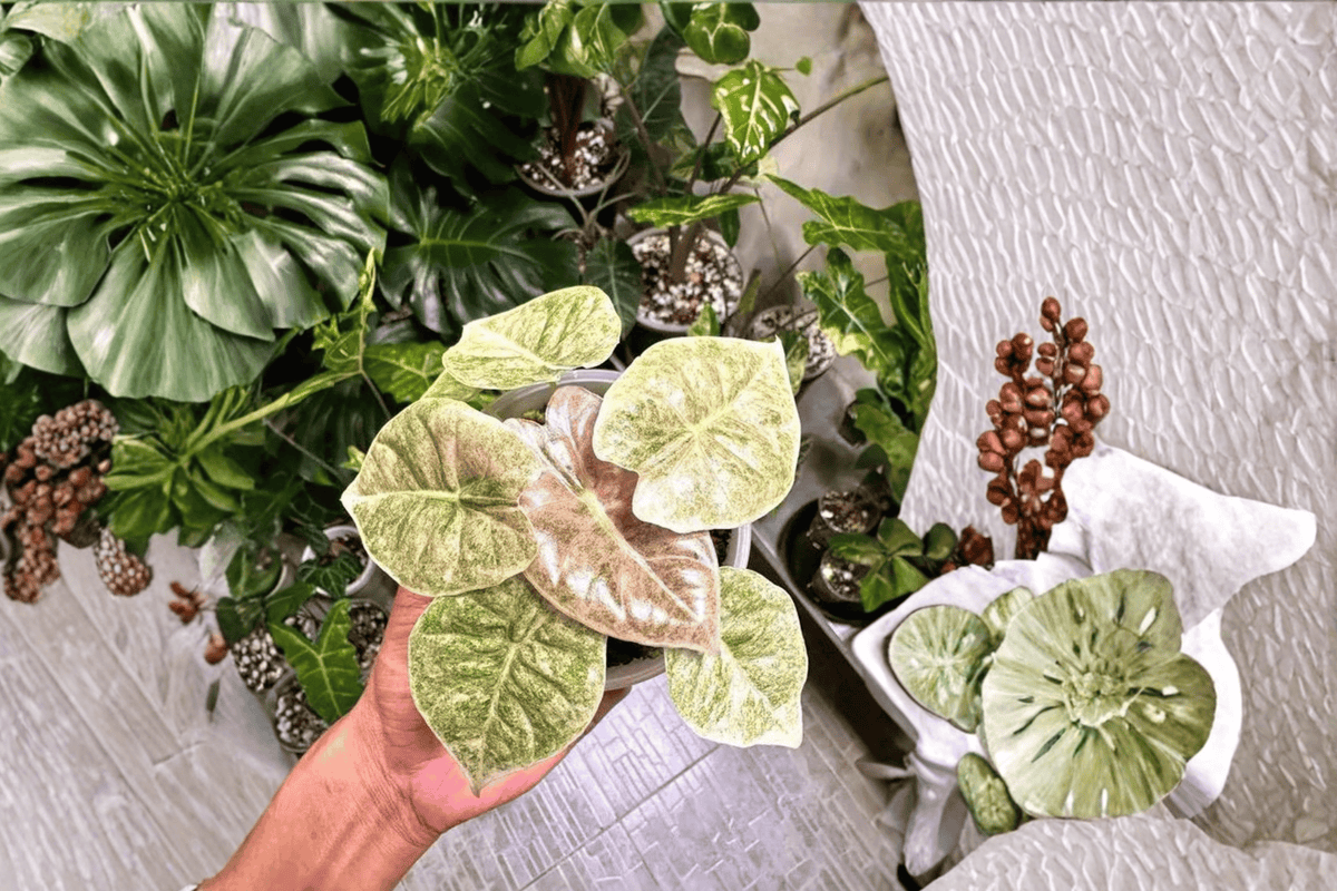 2 Alocasia Golden Bone Pink Mint Tissue Culture Starter Plants – Bare Root (Alocasia hybrid)