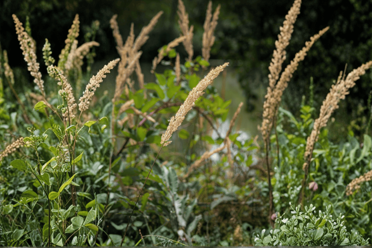 The King Pacific Reed Grass 1 Gallon Live Plant – Calamagrostis nutkaensis ‘The King’