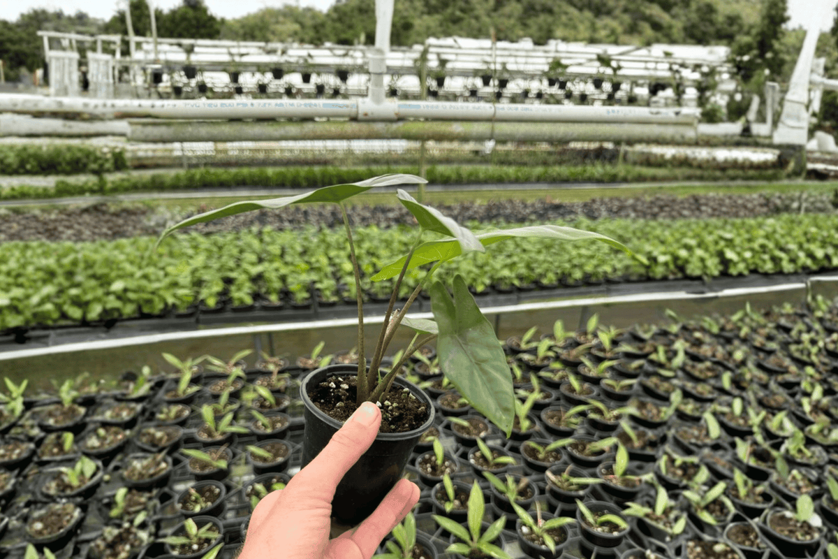 Alocasia Corazon 2 Live Plants – Alocasia ‘Corazon’ 4” Size Bare Root