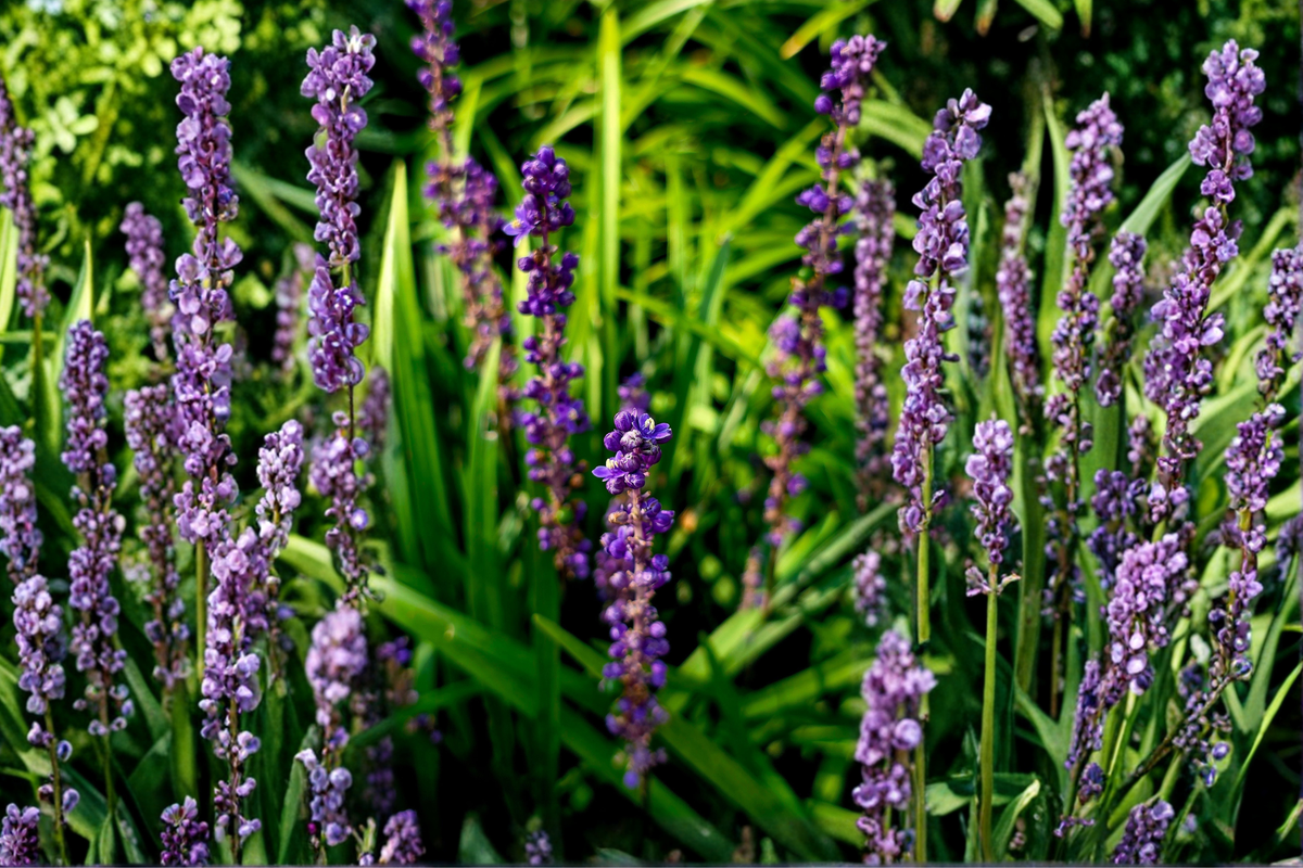 Super Blue Liriope 10 Live Plants – Liriope muscari