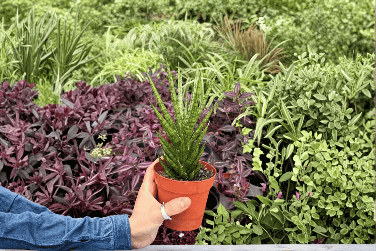 Sansevieria Francisii 2 Exact Live Plants – Dracaena francisii 4” Size Bare Root