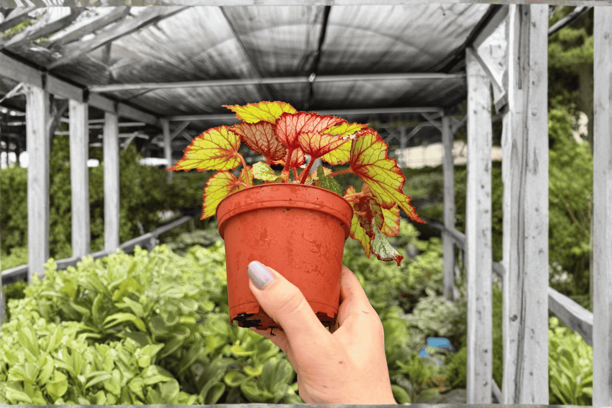Begonia Harmony’s Crimson Oak 2 Exact Live Plants – 4-Inch Pots – Begonia ‘Harmony’s Crimson Oak’
