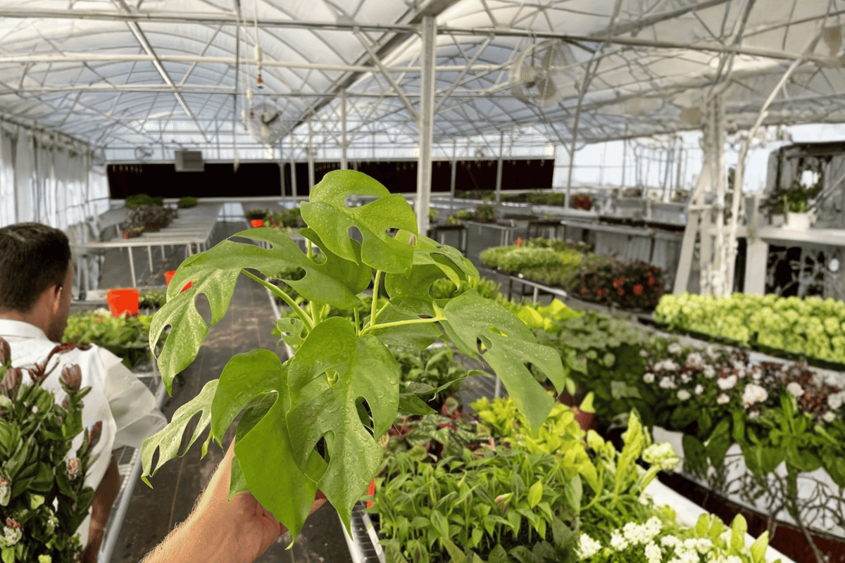 2 Monstera Minima (Rhaphidophora tetrasperma) Live Plants in 4-Inch Pots