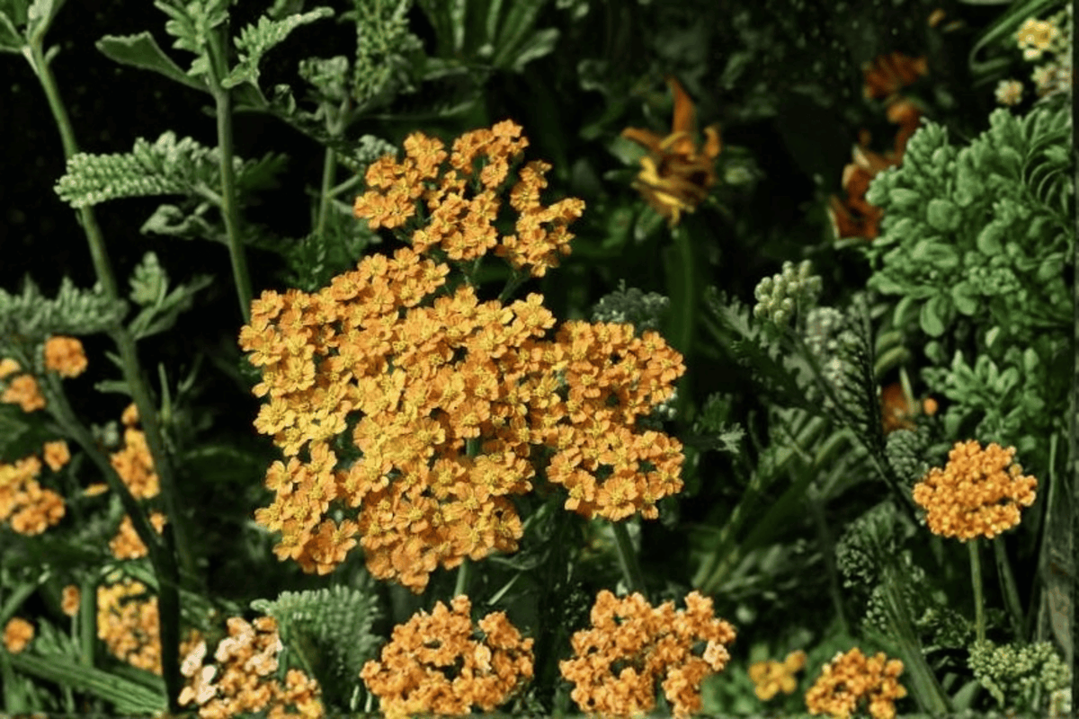 Terracotta Yarrow 1 Live Plant – 4-Inch Pot – Achillea millefolium ‘Terracotta’
