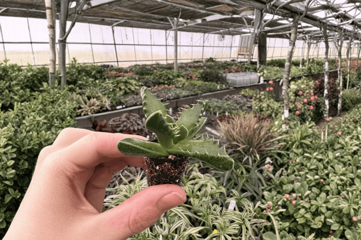 Faucaria tuberculosa – 2 Live Succulent Starter Plants, 2-Inch Cultivation Size