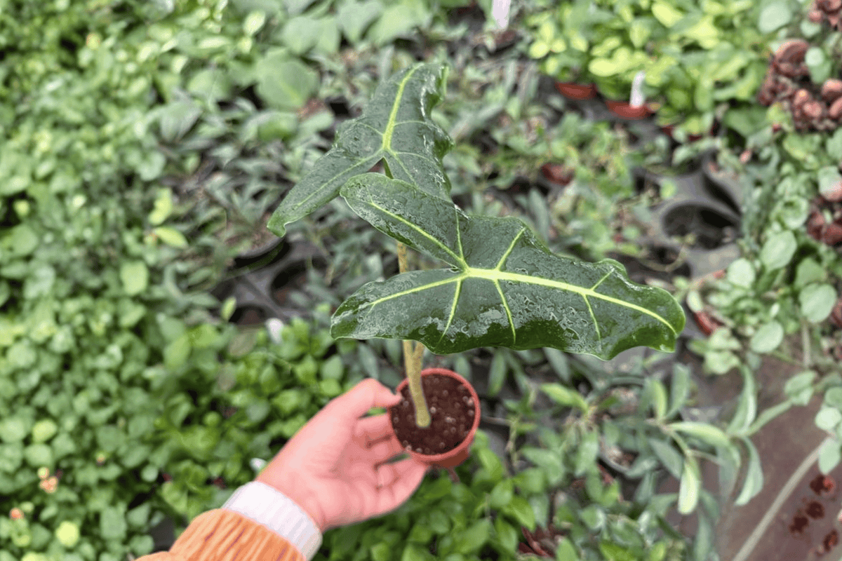 2 Alocasia Sarian Starter Plants – Alocasia ‘Sarian’