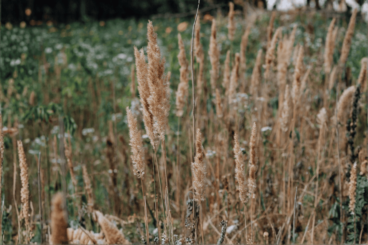 Karl Foerster Feather Reed Grass 1 Live Plant – 4-Inch Pot – Calamagrostis × acutiflora ‘Karl Foerster’
