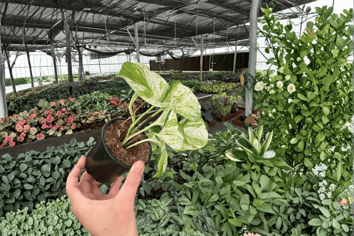 Manjula Pothos 2 Live Plants – 4-Inch Pots – Epipremnum aureum ‘Manjula’