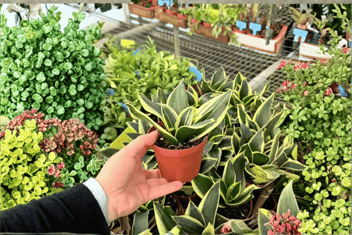 2 Sansevieria 'Lotus Hahnii' Live Plants in 4-Inch Pots – Dwarf Snake Plants