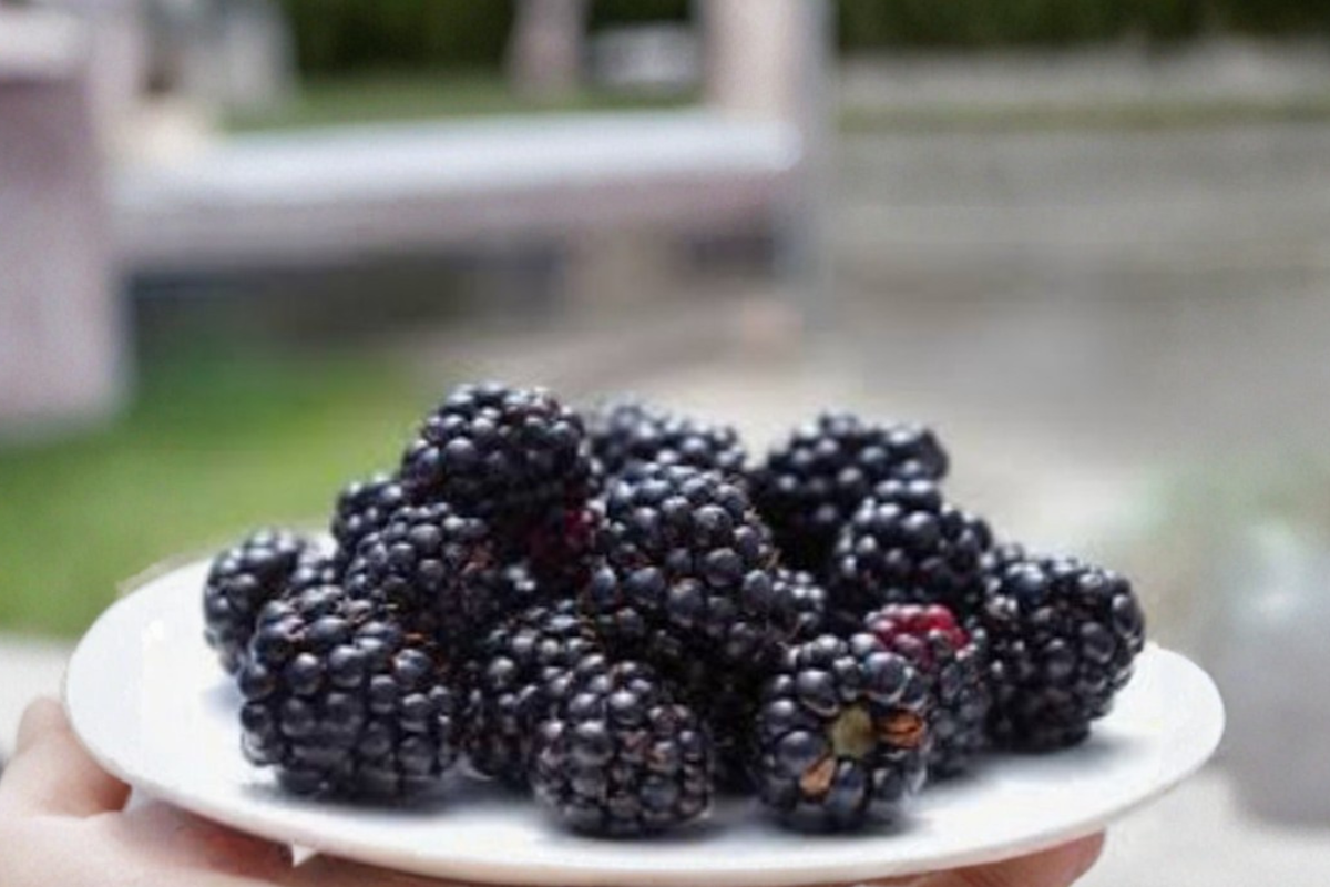 Dwarf Blackberry Bonsai Seeds Sweet Berry Fruit Plant Indoor Outdoor Container Gardening 15 Seeds