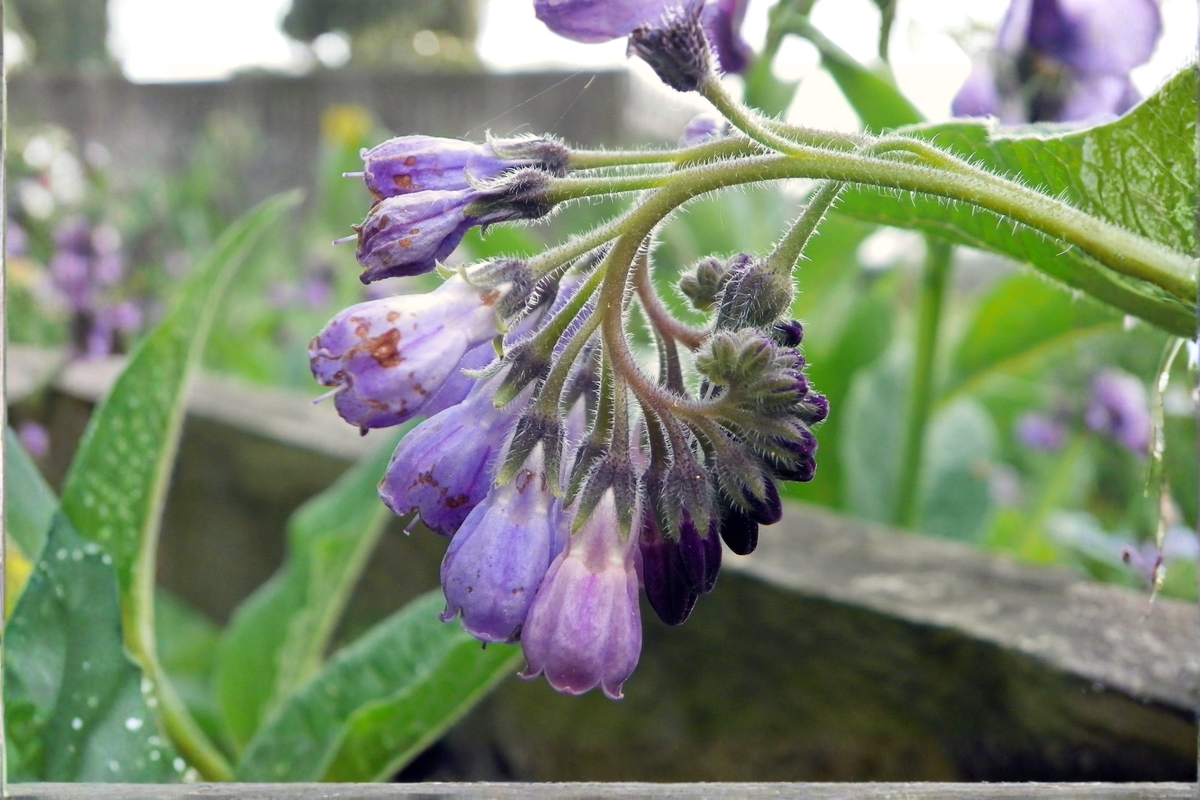 Russian Comfrey Bocking 14 Live Root Cuttings – 5 Root Pieces – Symphytum × uplandicum