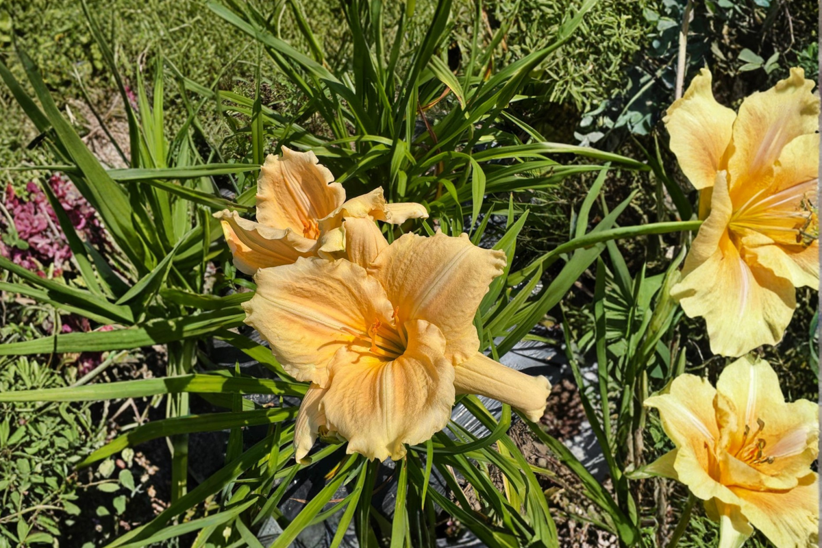 Daylily Bridal Bouquet Bare Root Plants – White Perennial Flowers for Summer Garden, Hemerocallis