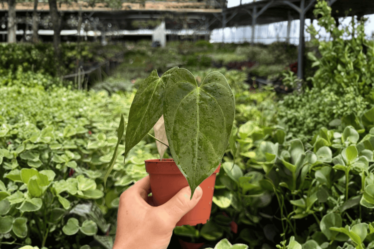 Anthurium Legend × Dark Phoenix – 2 Exact Live Hybrid Plants, 4-Inch Size – Anthurium Hybrid