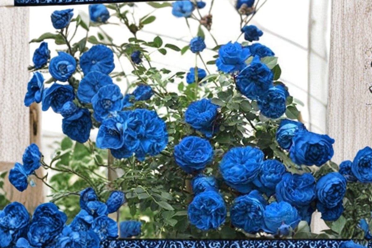 Climbing Blue Rose Seeds Fragrant Flower Bush Indoor Outdoor Garden Planting 10 Seeds