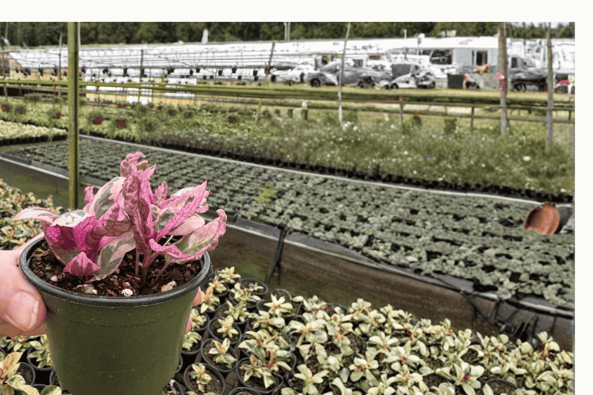 Pink Variegated Purple Waffle 2 Live Plants – 4-Inch Pots – Hemigraphis alternata