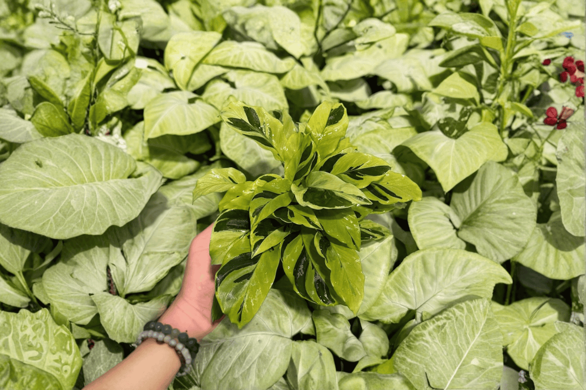 2 Exact Calathea 'Yellow Fusion' Live Plants in 1–2 Inch Pots – Goeppertia lietzei 'Yellow Fusion'