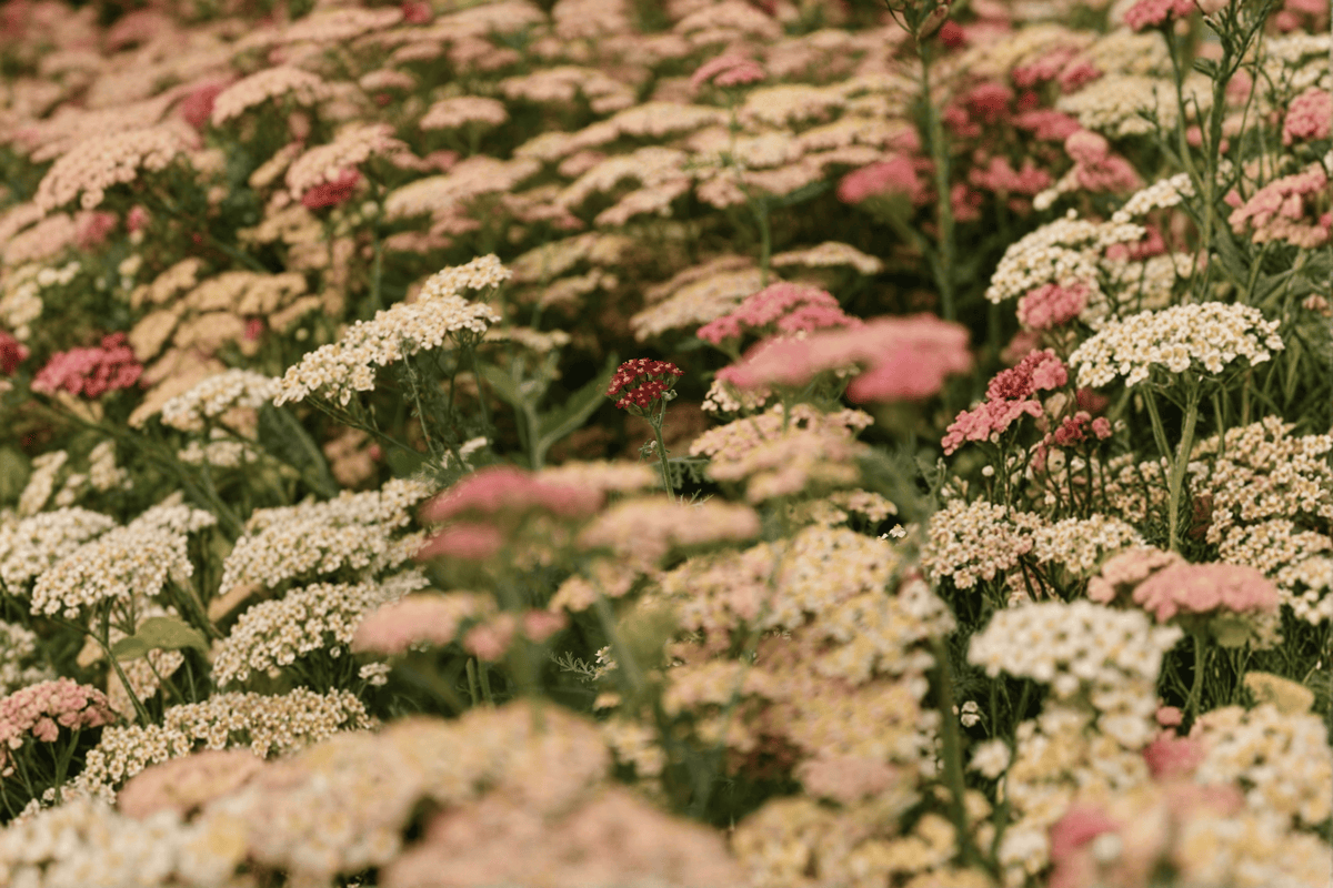 Apricot Delight Yarrow 1 Live Plant – 4-Inch Pot – Achillea millefolium ‘Apricot Delight’