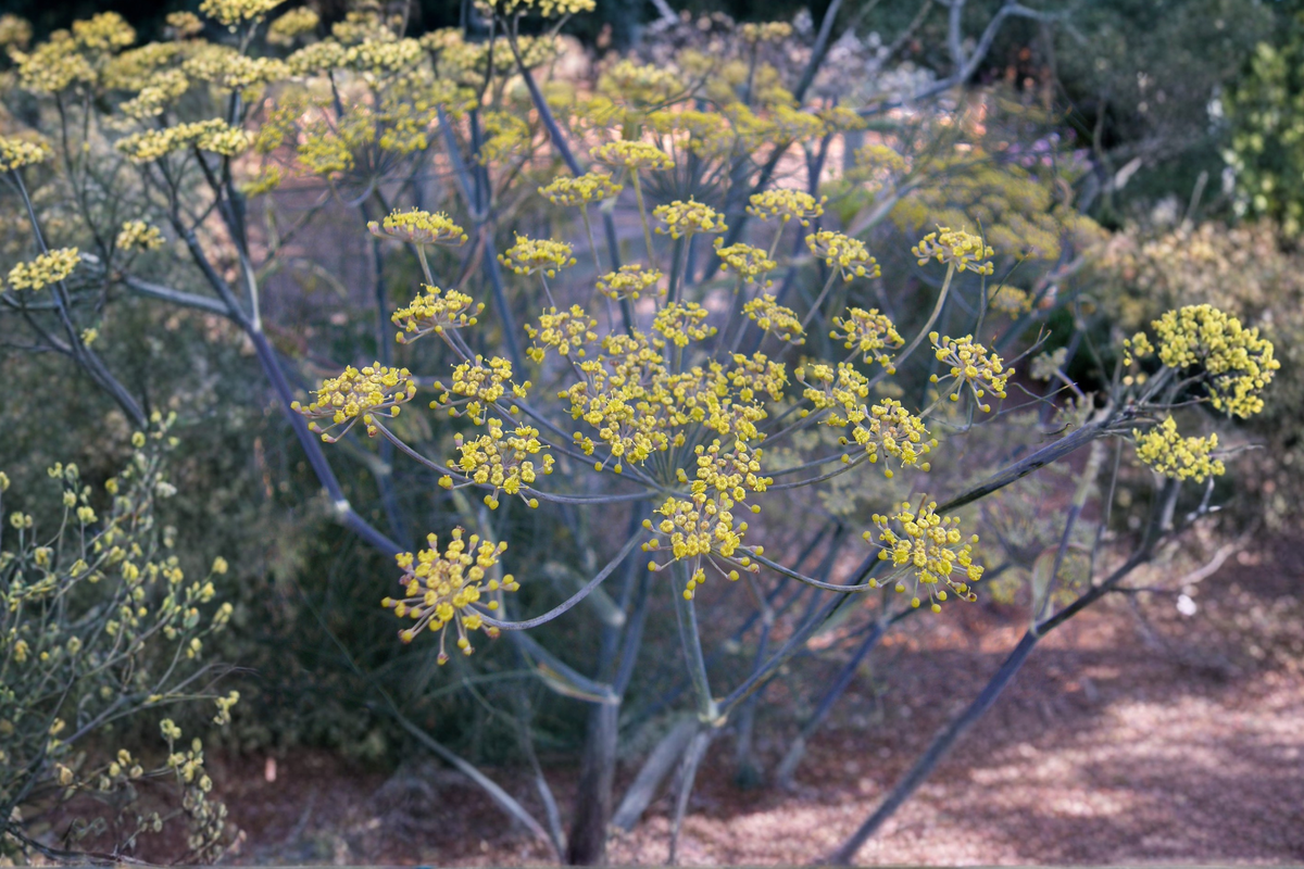 Bronze Fennel Live Plants – 2 Rooted Herb Plants, Ornamental Foliage, Butterfly Host, Foeniculum Vulgare Purpureum