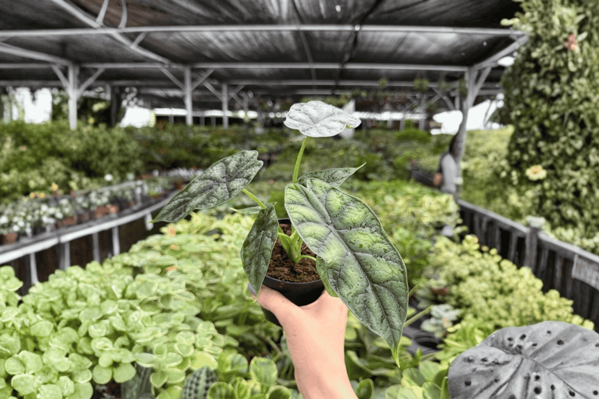 Alocasia Dragon Scale 2 Exact Live Plants – 4-Inch Pots – Alocasia baginda ‘Dragon Scale’