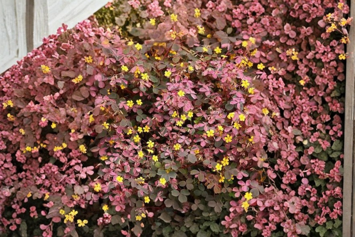 Live Oxalis Plant – Burgundy & Yellow Foliage – 3–4 Inches Tall – Ships Without Pot – Oxalis spp.