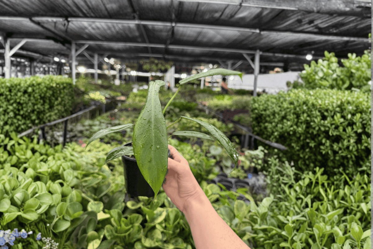 2 Exact Philodendron Joepii Live Plants in 4-Inch Pots – Philodendron joepii