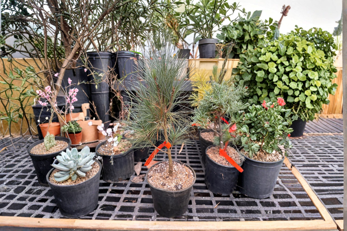 White Pine Live Plant 12 Inch, Narrow Evergreen Conifer, Pinus strobus ‘Kate Brook Fastigiata’