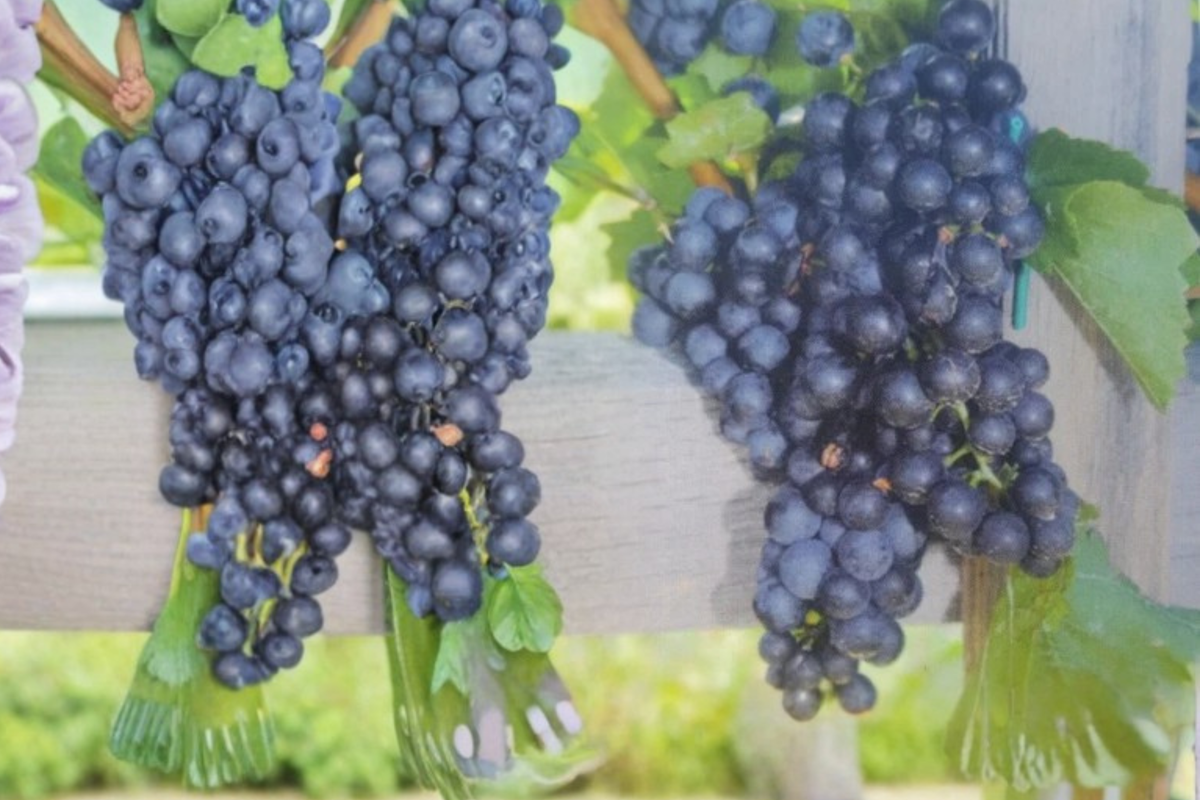 Black Spanish Grape Vine Live Plant 2 Gal Dark Table Grape Vine for Garden Trellis Backyard Vineyard
