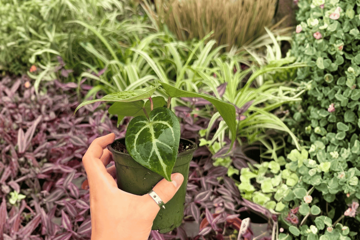 Anthurium Hoffmanii × Red HU 2 Exact Live Plants – 4-Inch Pots – Anthurium Hybrid