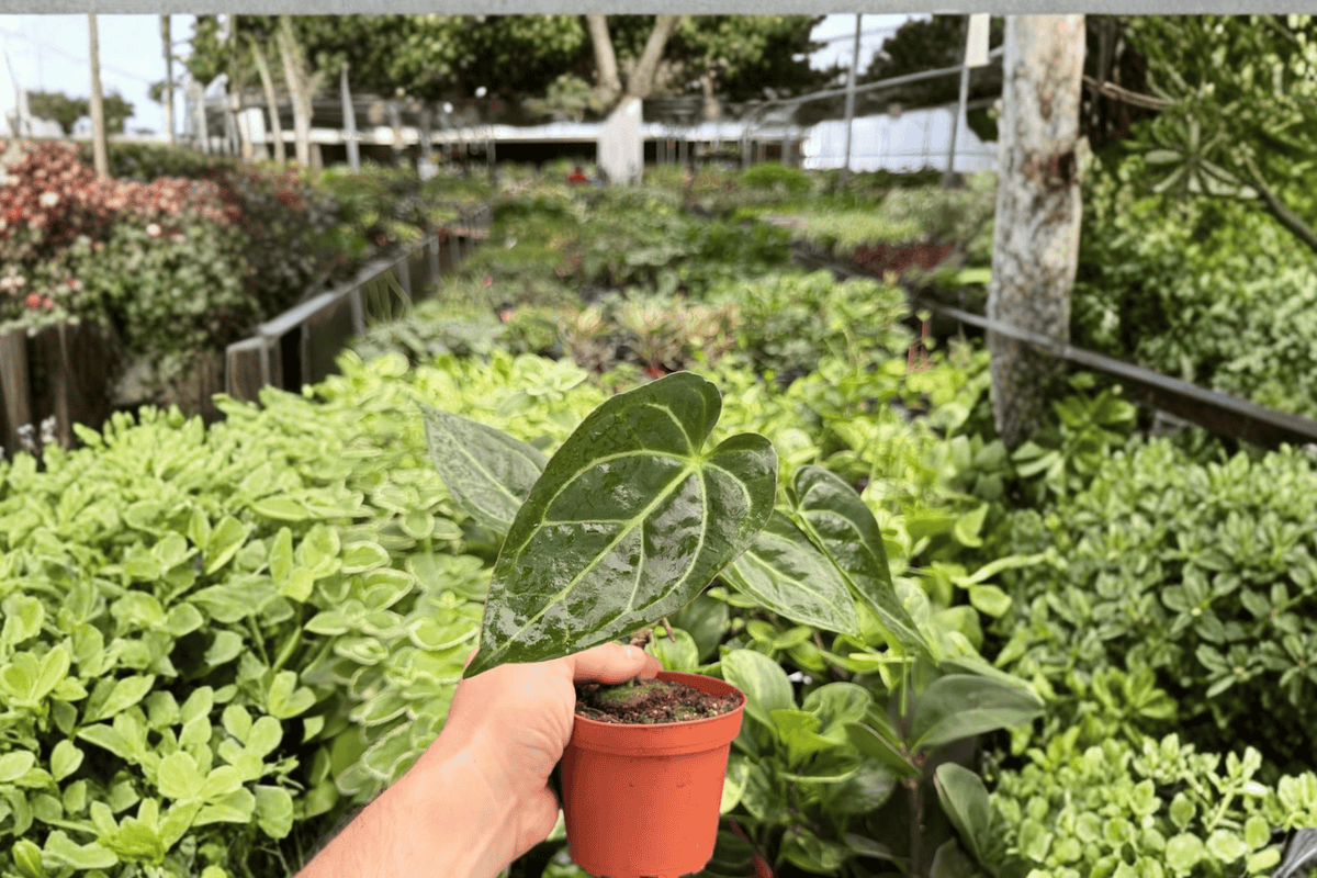 Anthurium Legend × Dark Phoenix – 2 Exact Live Hybrid Plants, 4-Inch Size – Anthurium Hybrid