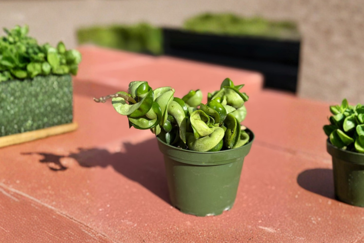 Hoya Compacta Plant Live Hindu Rope Hoya Starter Rooted Cutting Indoor Trailing Houseplant
