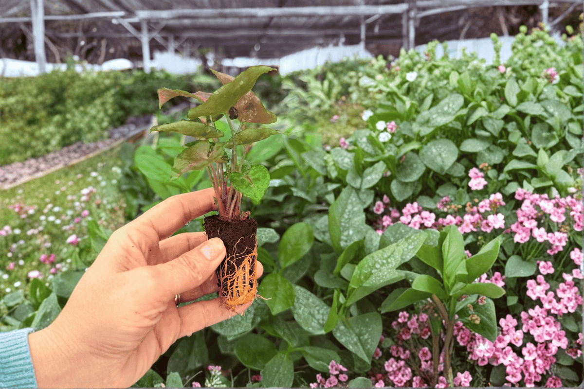Syngonium Maria Allusion 2 Exact Starter Plants – Syngonium podophyllum ‘Maria Allusion’ Bare Root