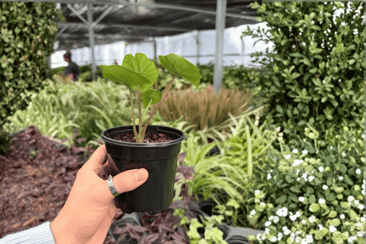 Alocasia Platinum Bisma 2 Exact Live Plants – 4-Inch Pots – Alocasia ‘Platinum Bisma’