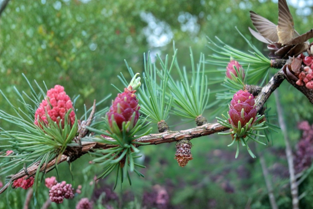 Tamarack American Larch Live Plant – 12 Inch Deciduous Conifer Tree in Quart Pot – Larix laricina Native Landscape Tree