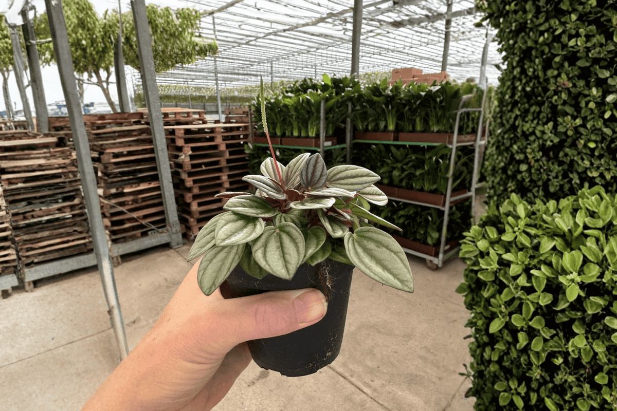 Peperomia San Marino 2 Live Plants – 4-Inch Pots – Peperomia ‘San Marino’