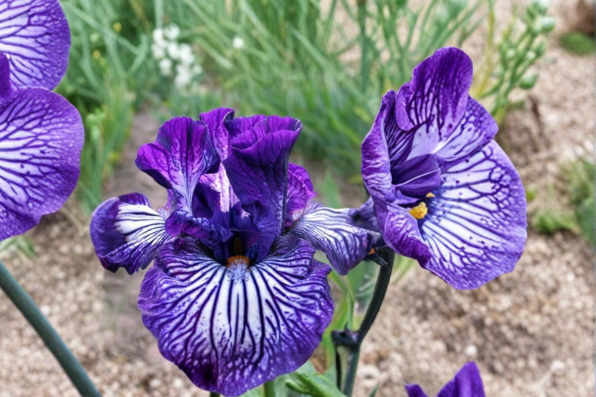 Bearded Iris ‘Line Drive’ Rhizome 3 Pack – #1 Grade Iris Bulbs for Spring Garden Flower Planting