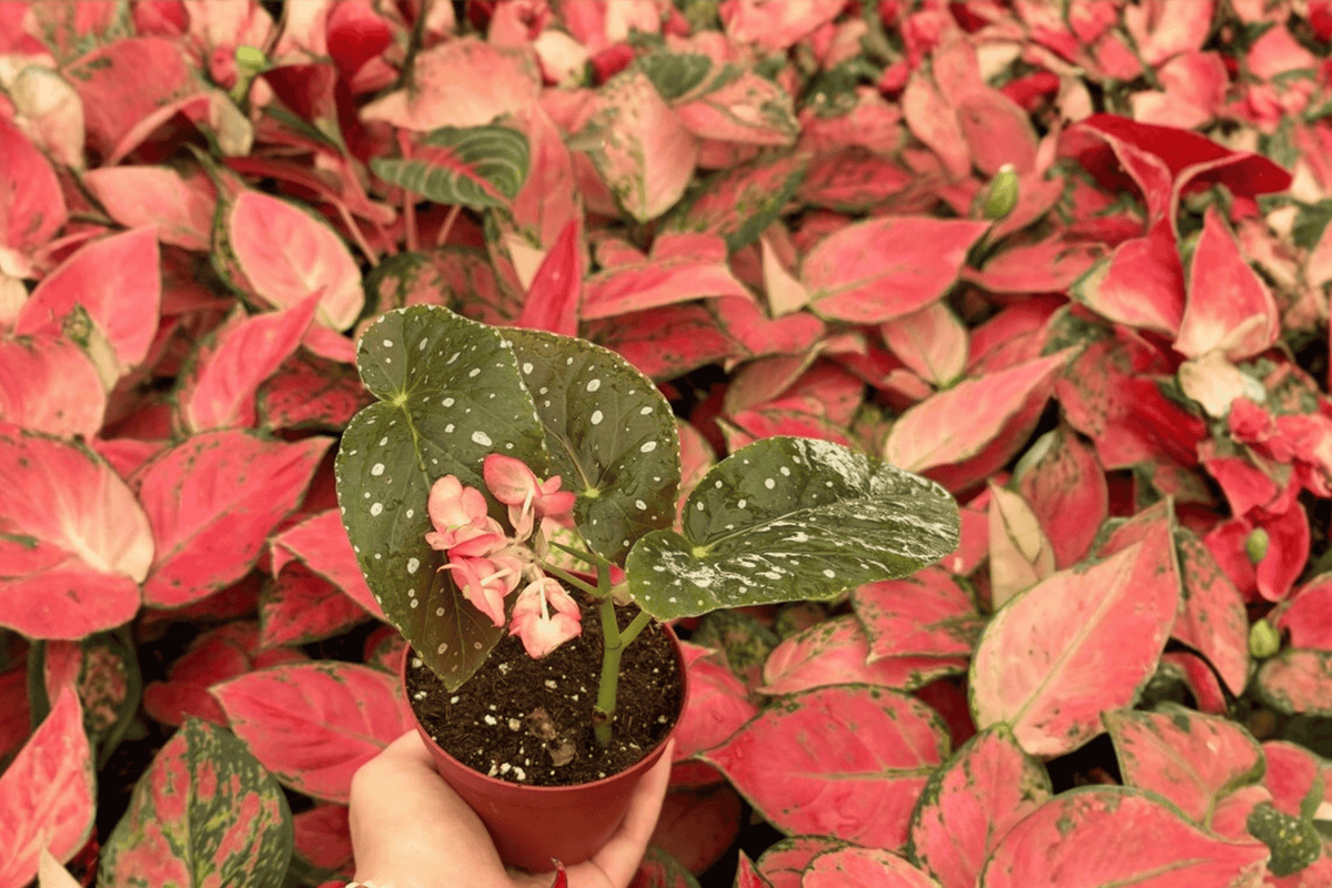 Begonia Harmony’s Angel Messenger 2 Exact Live Plants – Begonia ‘Harmony’s Angel Messenger’ 4” Bare Root