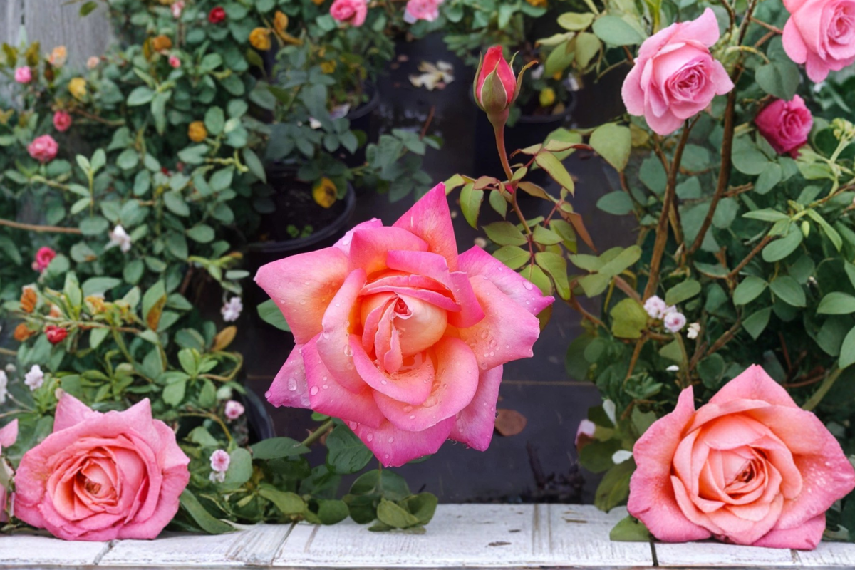 Broadway Hybrid Tea Rose Plant 2 Gal – Yellow Pink Blend Rose Bush Live Plant for Garden Landscape Outdoor No Ship CA