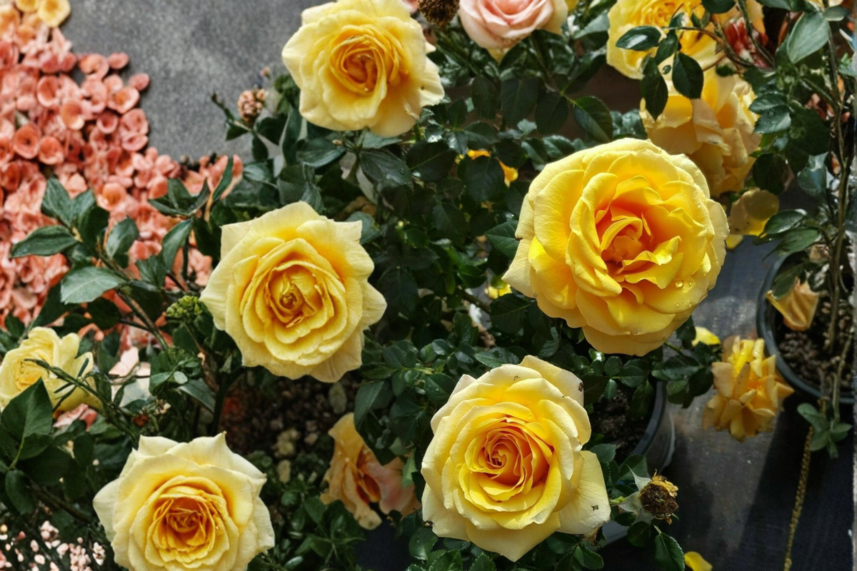 Live St Tropez Rose Plant – 2-Gallon Floribunda Bush with Vibrant Orange Pink Clusters, Full Sun, Garden Landscape, Rosa spp.