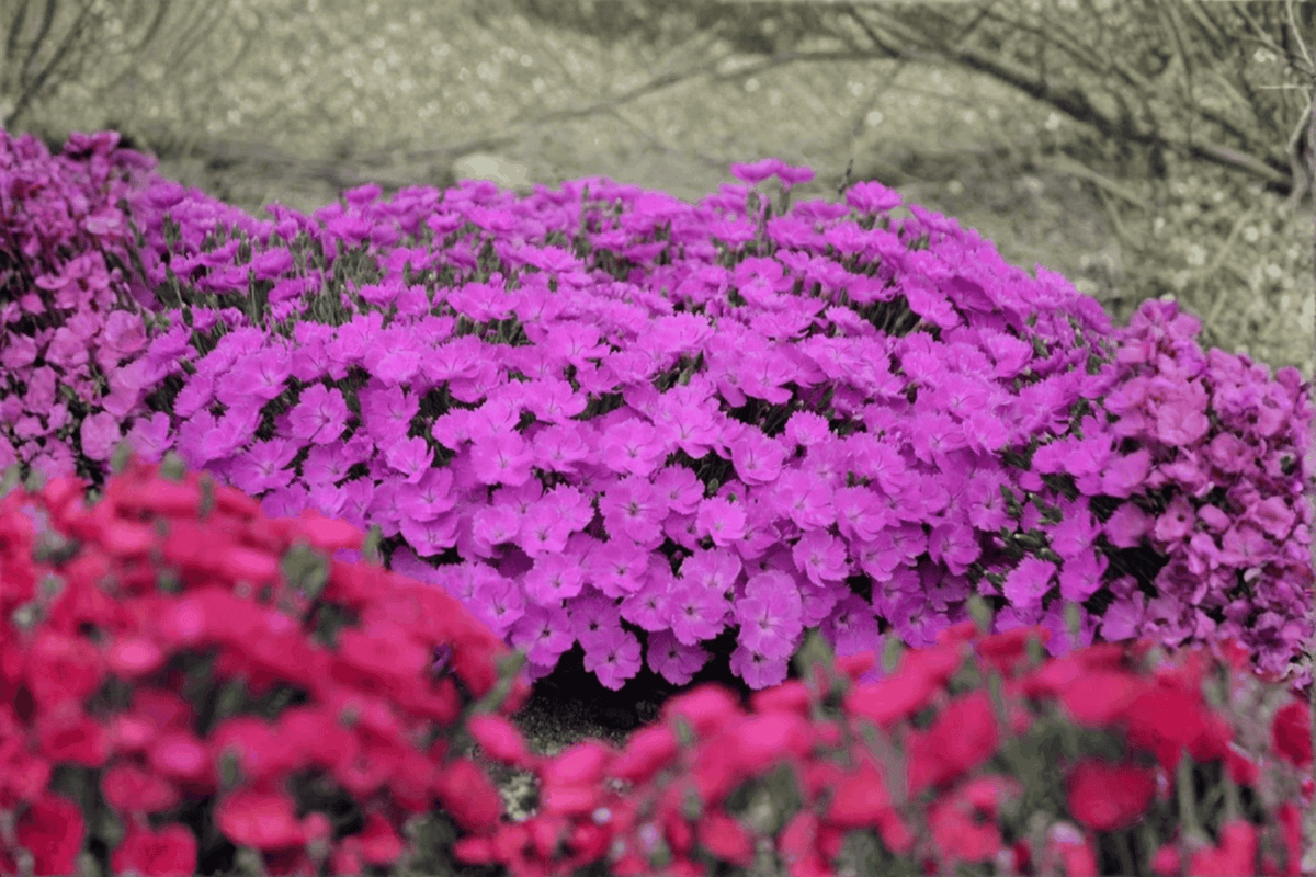 Paint the Town Fuchsia Pinks – 1 Live Plant, Quart Size – Dianthus ‘Paint the Town Fuchsia’