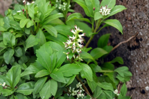 Live Rooted Pachysandra procumbens Cuttings – Native Allegheny Spurge Ground Cover for Shade Gardens