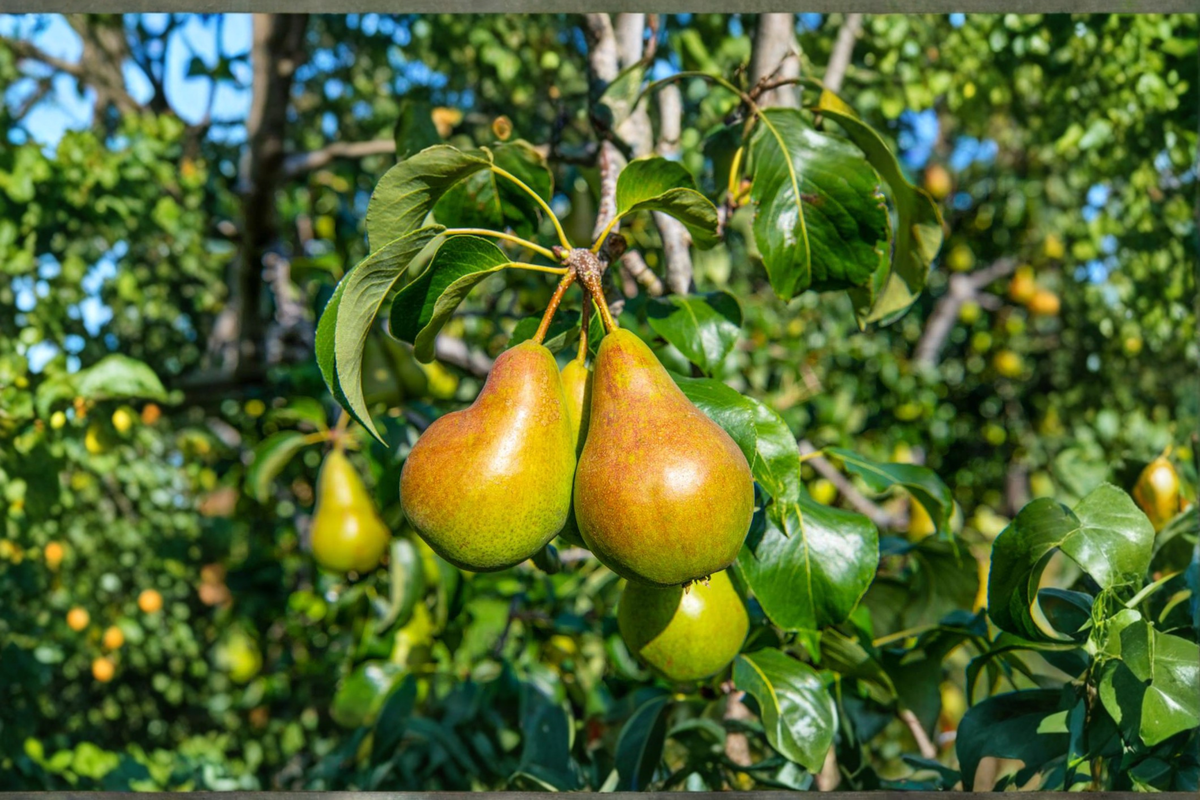 Kieffer Pear Tree Live Plant 4-6 ft, Deciduous Fruit Tree for Garden, Orchard, Landscape, Pyrus communis × Pyrus pyrifolia
