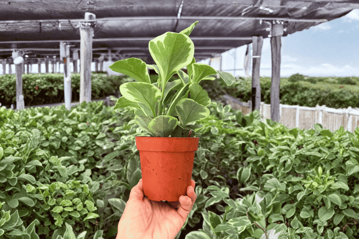 Variegated Peperomia Obtusifolia 2 Exact Live Plants – Peperomia obtusifolia 4” Size Bare Root