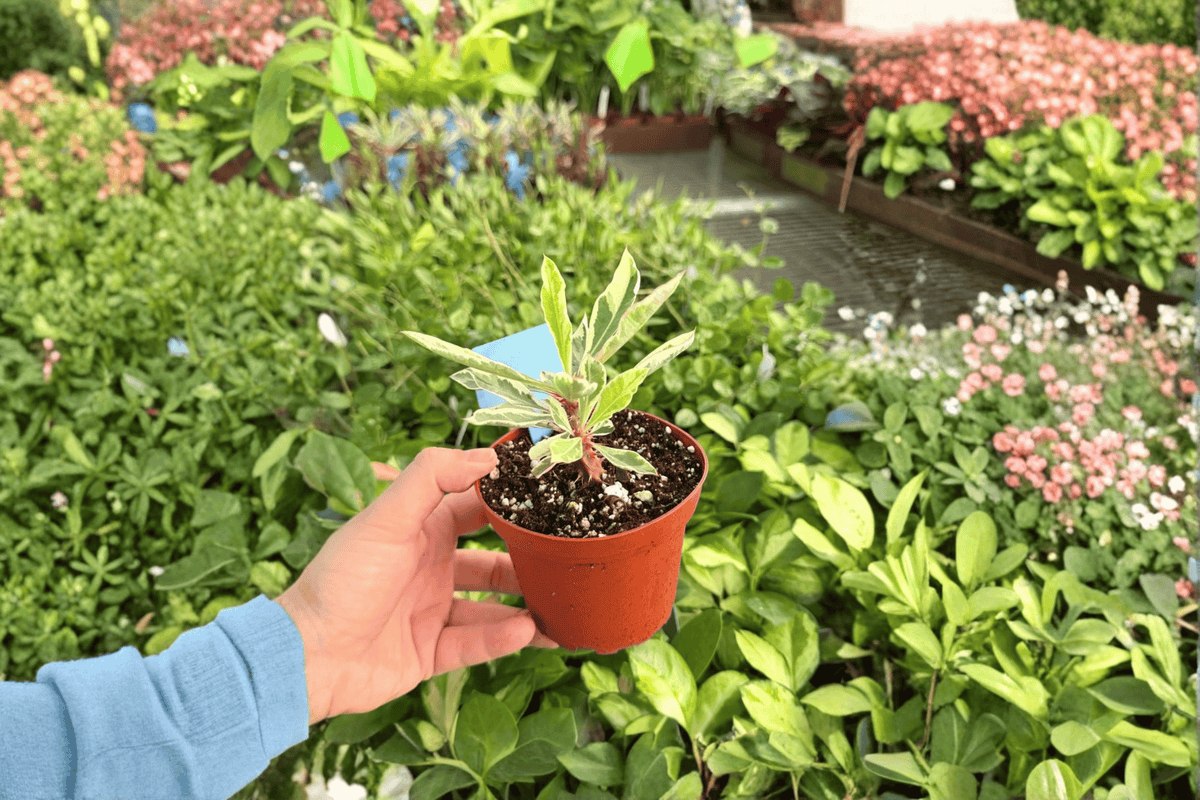 Variegated Crown of Thorns 2 Live Plants – 4-Inch Pots – Euphorbia milii