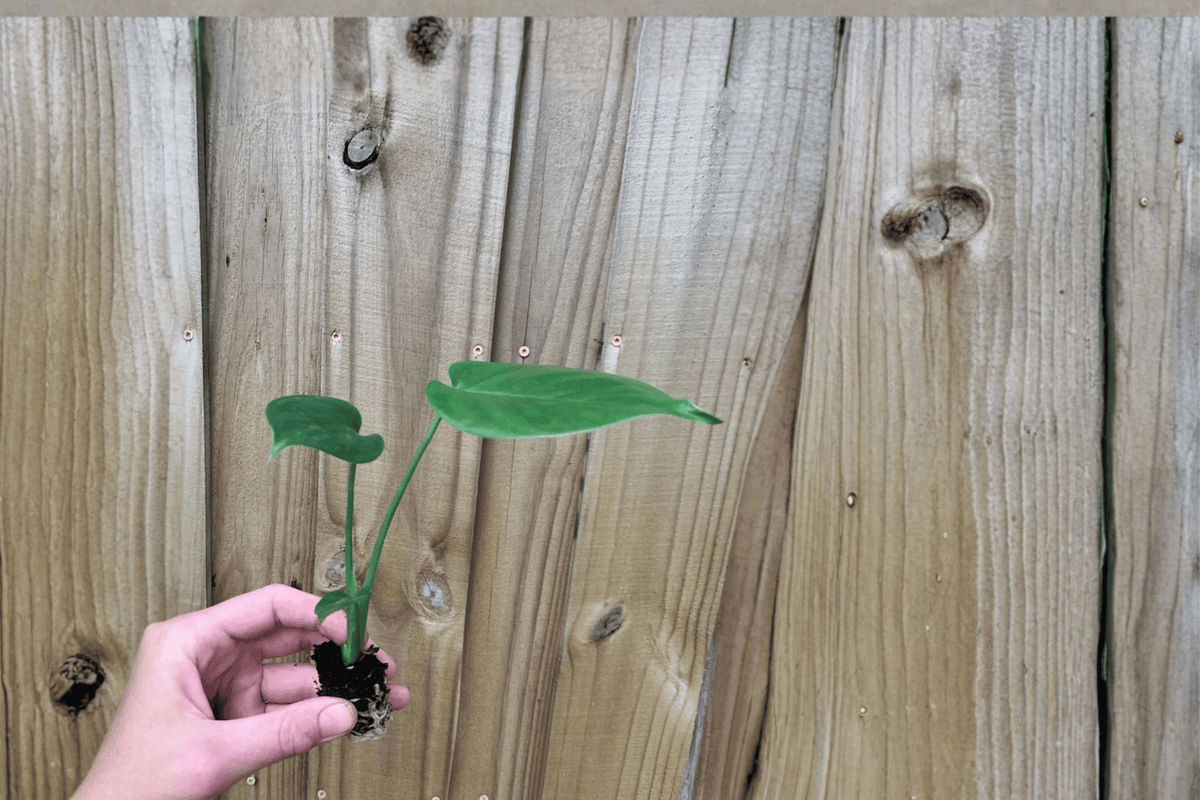 2 Monstera Deliciosa Swiss Cheese Starter Plants – Monstera deliciosa