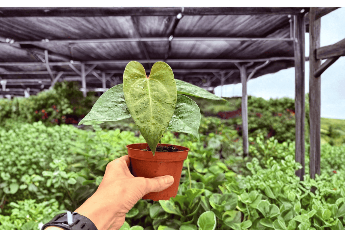 Anthurium Portillae × Goliath – 2 Exact Live Hybrid Plants, 4-Inch Size – Anthurium Hybrid